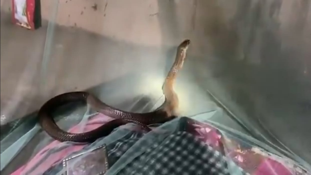 Five-year-old Faizan dies of snake bite in Baghpat while sleeping at home