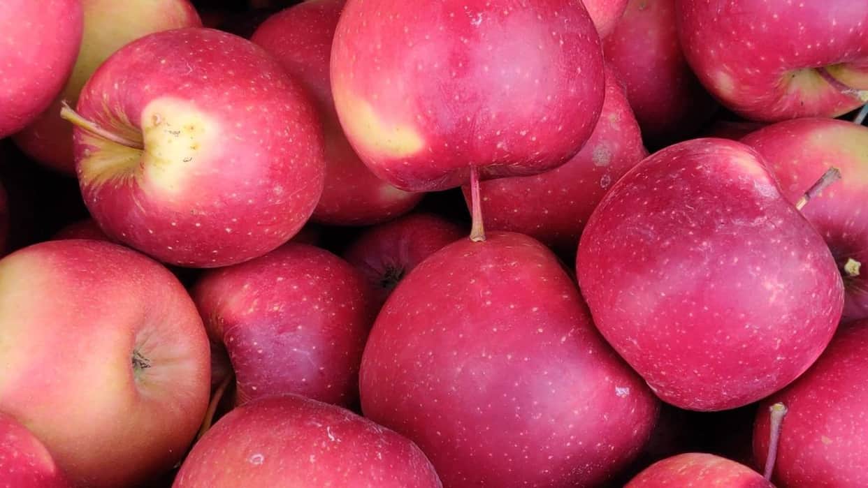 shimla apple production decline weather impact himachal 2026