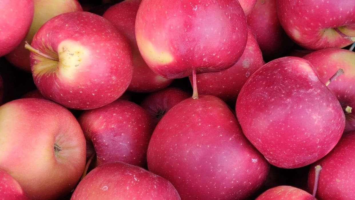 shimla apple production decline weather impact himachal 2026