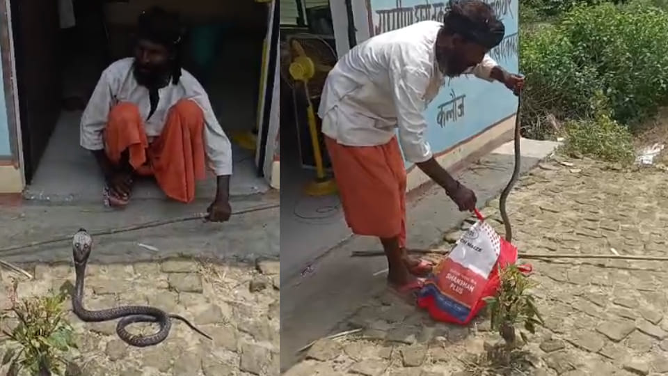 King Cobra in Government Hospital: 3.5 feet long snake found in the medicine rack of doctor's cabin