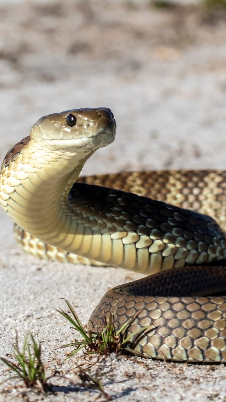 Jhansi: A farmer in the field was bitten by a snake.