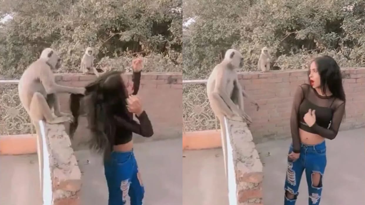 The girl was making a reel by dancing in front of a monkey then he taught her a lesson by pulling her hair