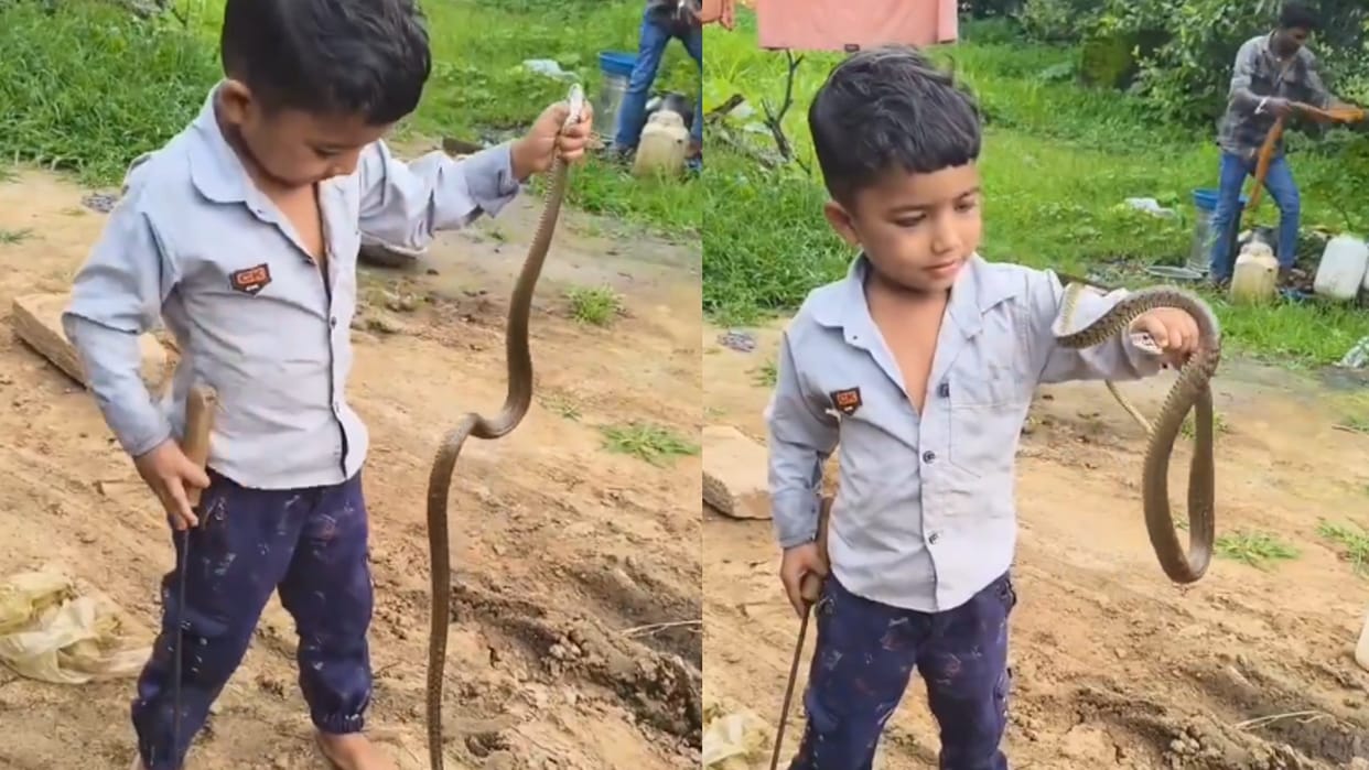 Kid Handling Snake With Bare Hands User Put Safety Concern Video Goes Viral