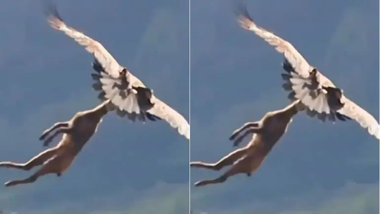 The eagle came slowly and grabbed the deers neck and flew away Video goes Viral on Internet