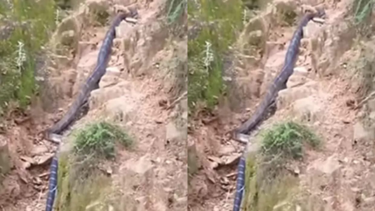 The poisonous cobras condition weakened after seeing villagers as soon as it tried to run away Video Viral