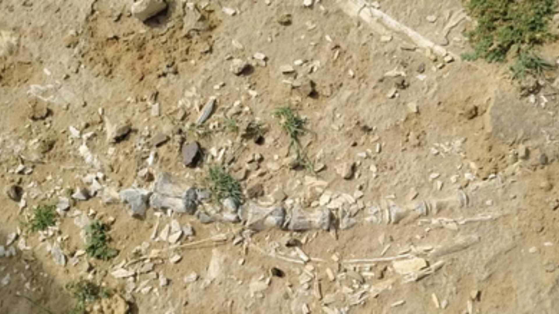 Jaisalmer Mysterious remains found banks lake Megha village related to the dinosaur era