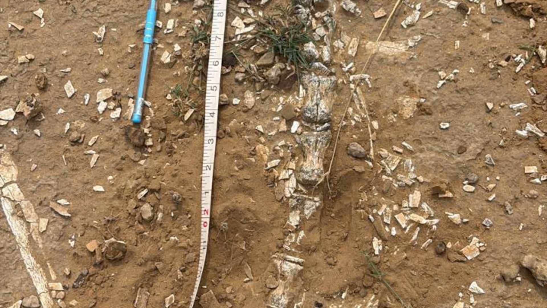 Jaisalmer Mysterious remains found banks lake Megha village related to the dinosaur era