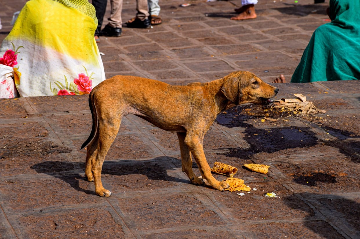 strict laws across world to remove stray dogs and cattle from streets