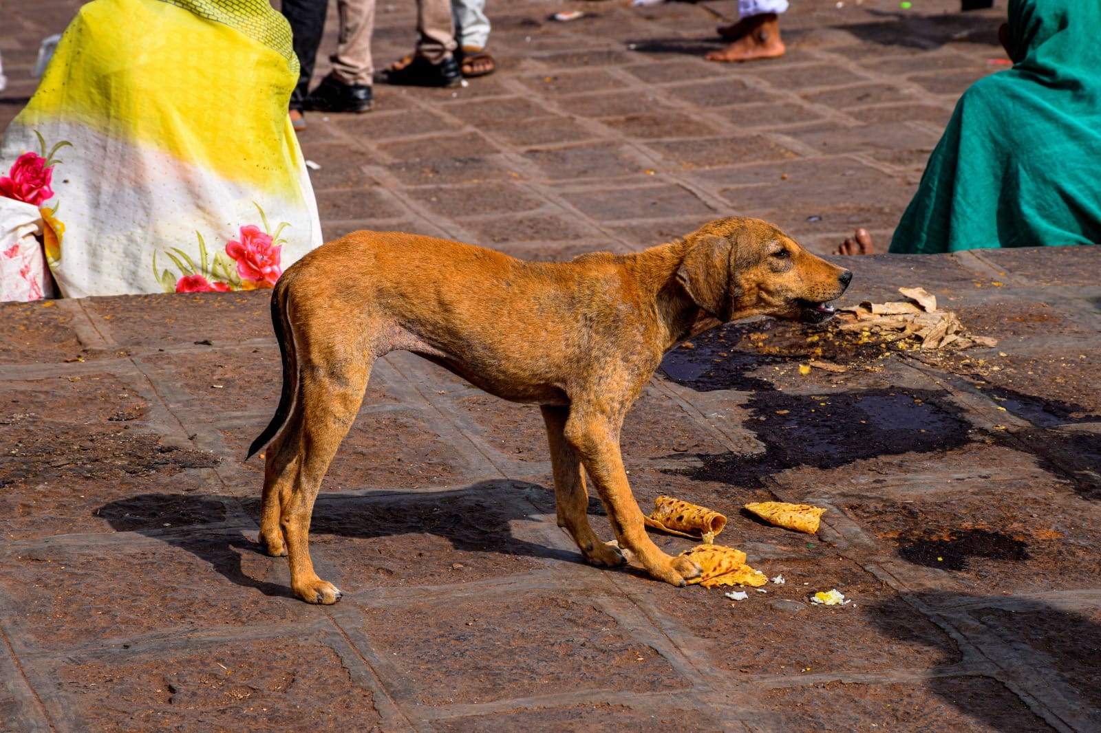 Supreme Court Order on Stray Dog feeding Know What SC ordered Key details explained in Hindi