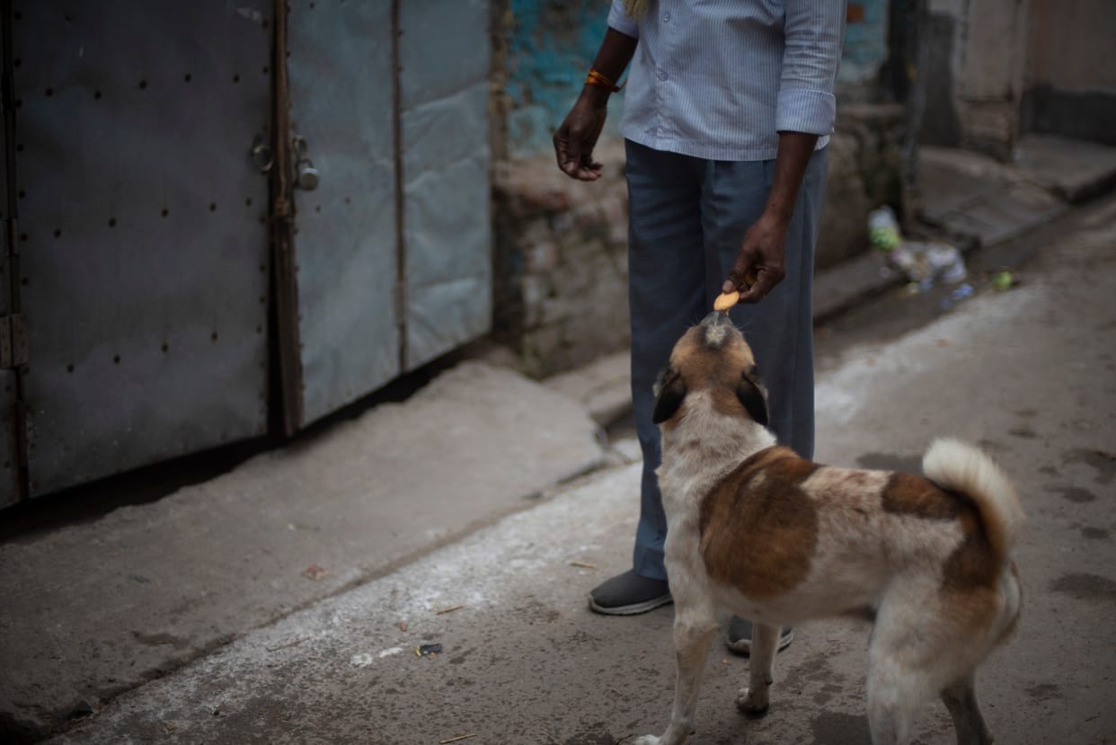 People of Delhi want to befriend dogs but are scared of them too