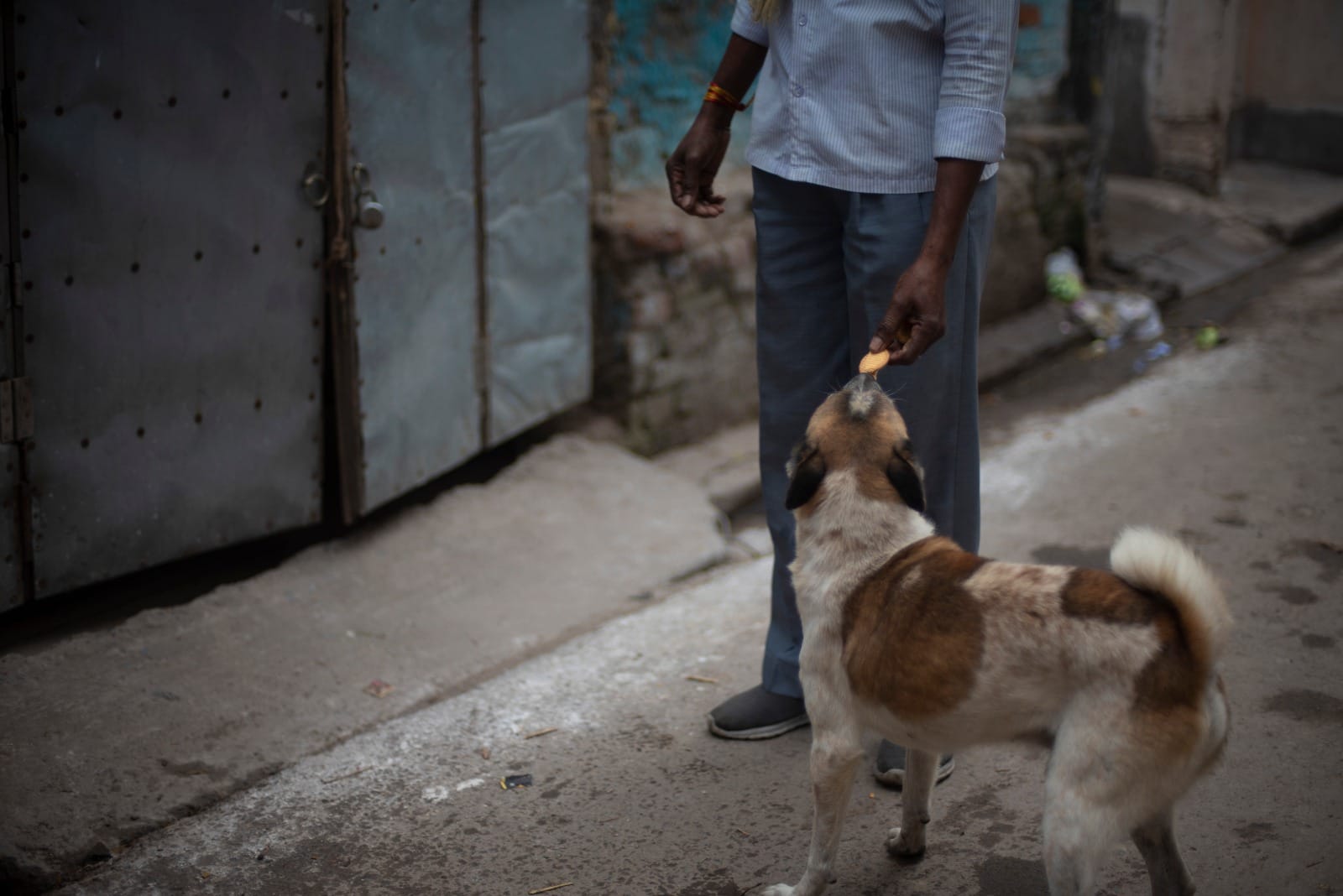 Supreme Court Order on Stray Dog feeding Know What SC ordered Key details explained in Hindi