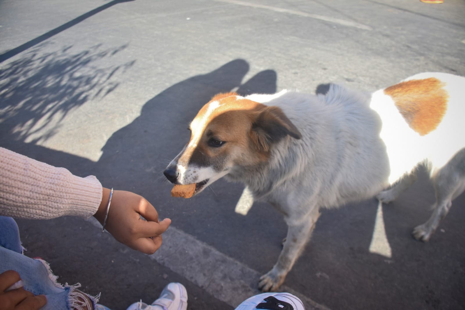 Supreme Court Order on Stray Dog feeding Know What SC ordered Key details explained in Hindi