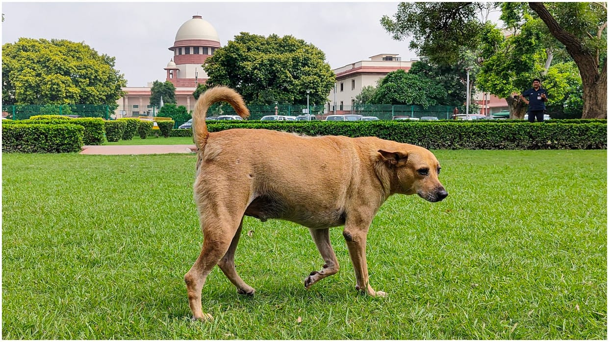 Stray Dog Life Imprisonment in uttar Pradesh dogs ne kata ko jail bheja jayega