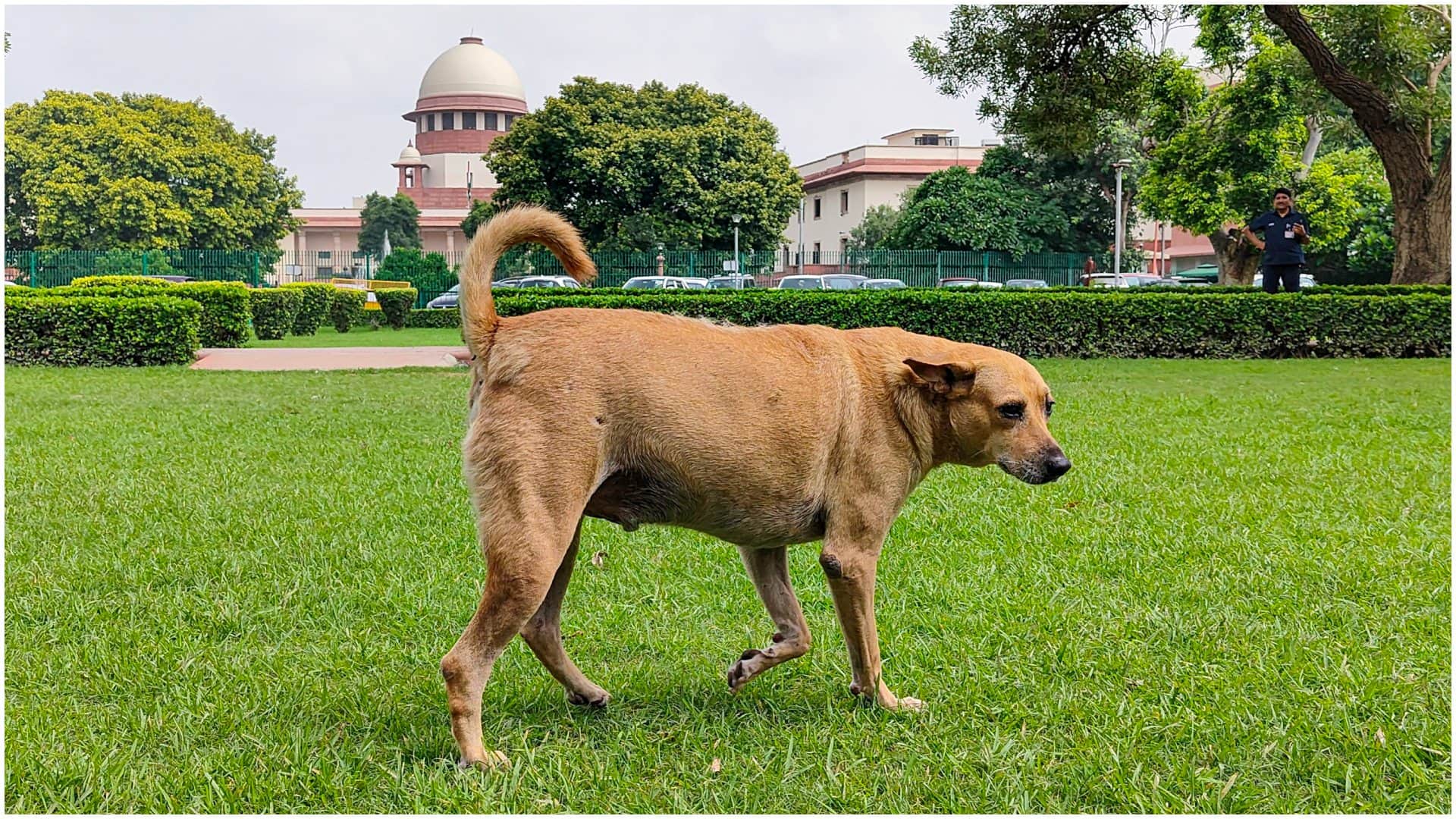Aggressive, Dogs With Rabies Wont be Free: 5 Highlights From Supreme Court Stray Dogs Order