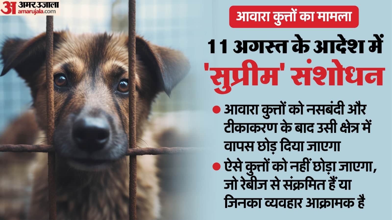Aggressive, Dogs With Rabies Wont be Free: 5 Highlights From Supreme Court Stray Dogs Order