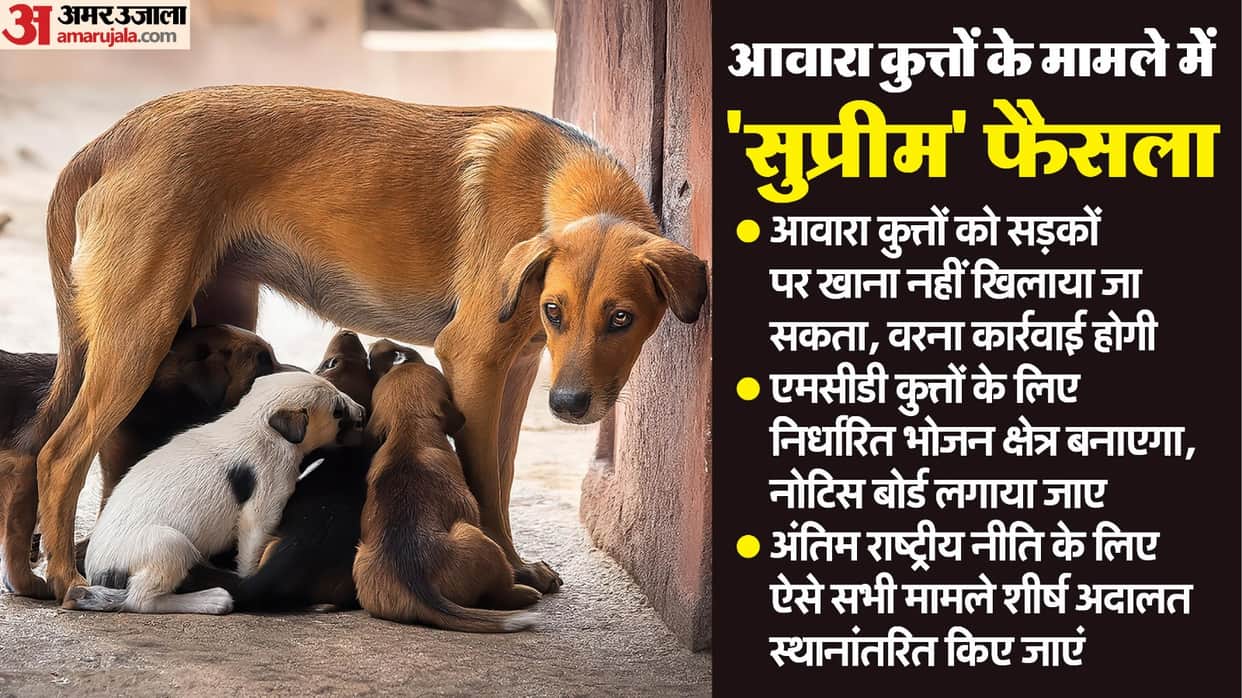 Aggressive, Dogs With Rabies Wont be Free: 5 Highlights From Supreme Court Stray Dogs Order