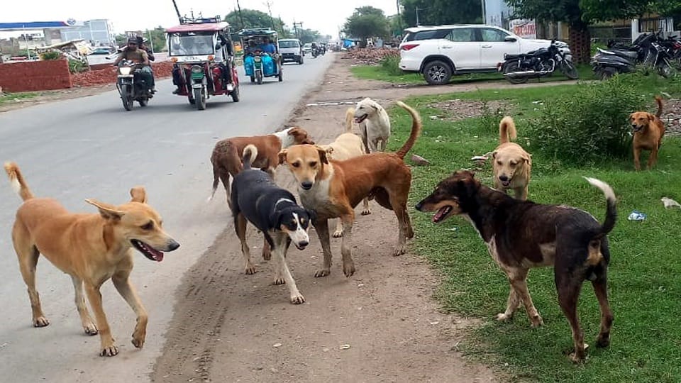 Questions raised on the sterilization process of dogs in Aligarh