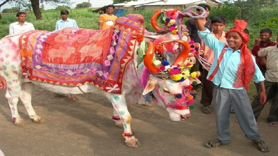 Bulls and bovine animals are worshipped Pola festival was celebrated with fervour in Balod