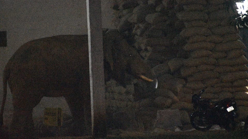 tusker elephant entered the rice mill and created a ruckus