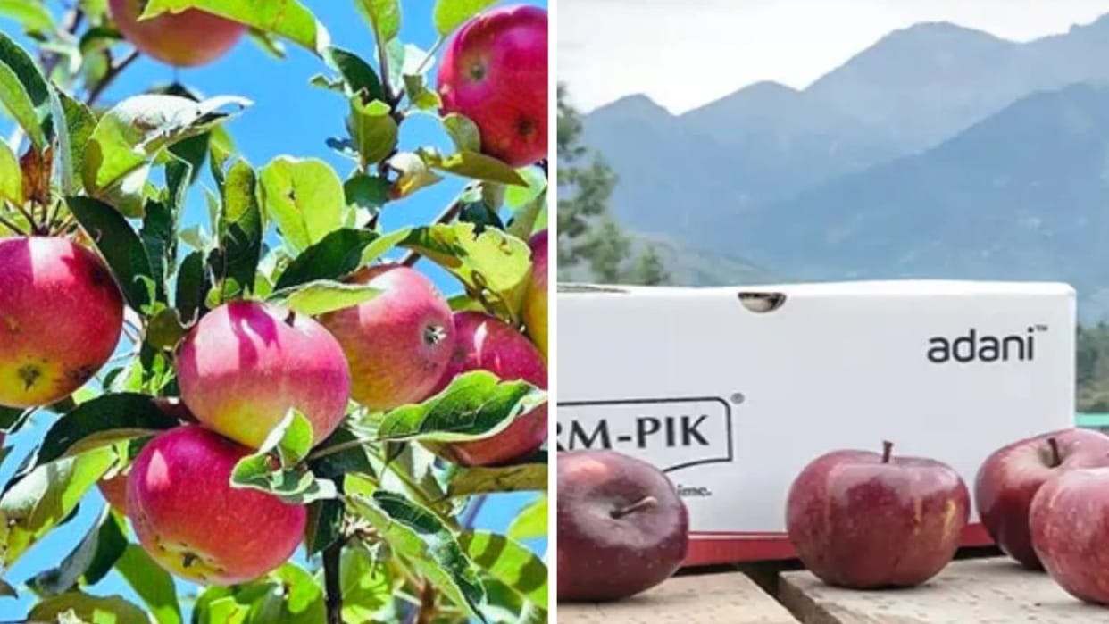 Private company will buy quality apples at Rs 85 per kg Adani Agrofresh Limited