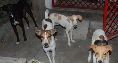 Dog Attack Student is terrified of dog bites wakes up frequently from sleep one lakh stray dogs become problem
