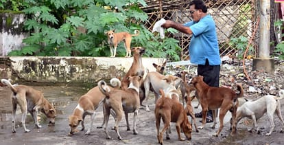 Dog Attack Student is terrified of dog bites wakes up frequently from sleep one lakh stray dogs become problem