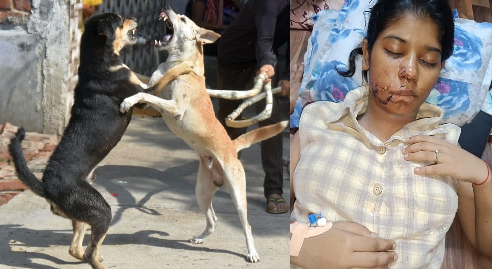 Dog Attack Student is terrified of dog bites wakes up frequently from sleep one lakh stray dogs become problem