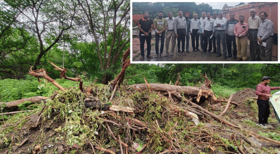 indore news hukmchand mill illegal tree cutting environmentalists protest press conference