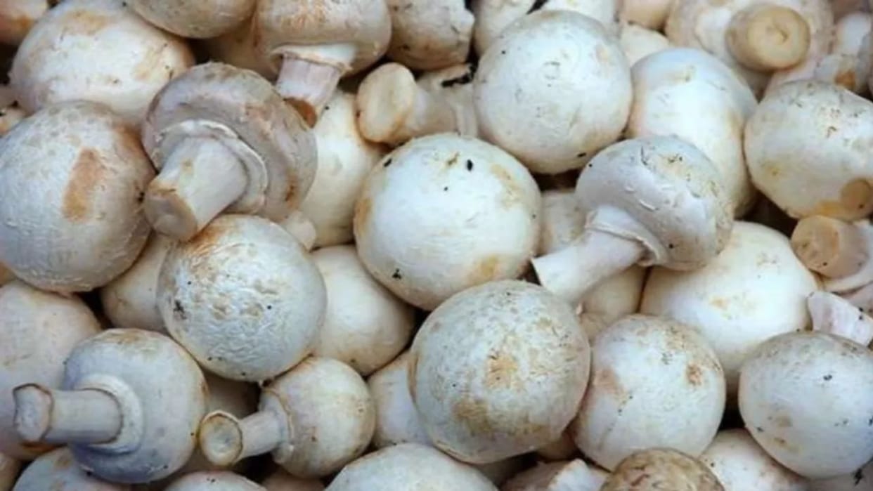 Now mushrooms will be grown even at 25 to 28 degree temperature Mushroom Directorate Solan started research