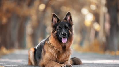 dog bit 22 people and four children in serious condition in Tofapur at Varanasi