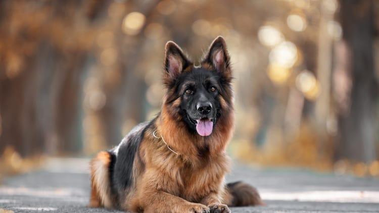 Uttarkashi: कुत्ते को पत्थर मारने पर भड़का स्वामी, छात्र को डंडे से बेरहमी से पीटा, बचने के लिए भागता रहा