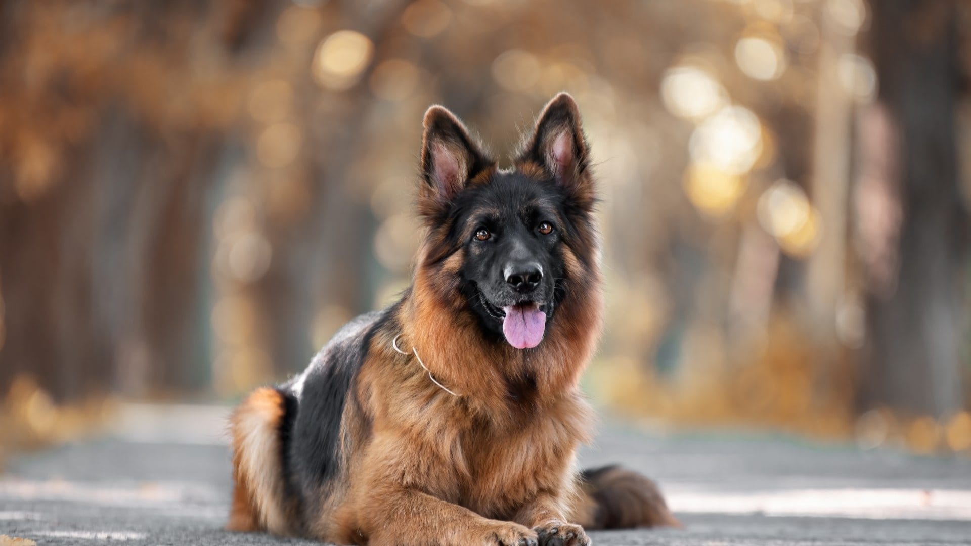 the most dangerous dog breeds of the world know the name