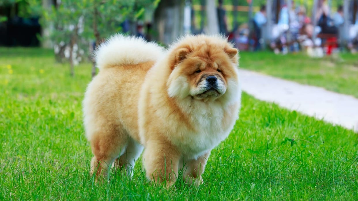 Dehradun Nagar Nigam New Rules for Dog Ownership Implemented Heavy Fines for Non-Compliance Jail