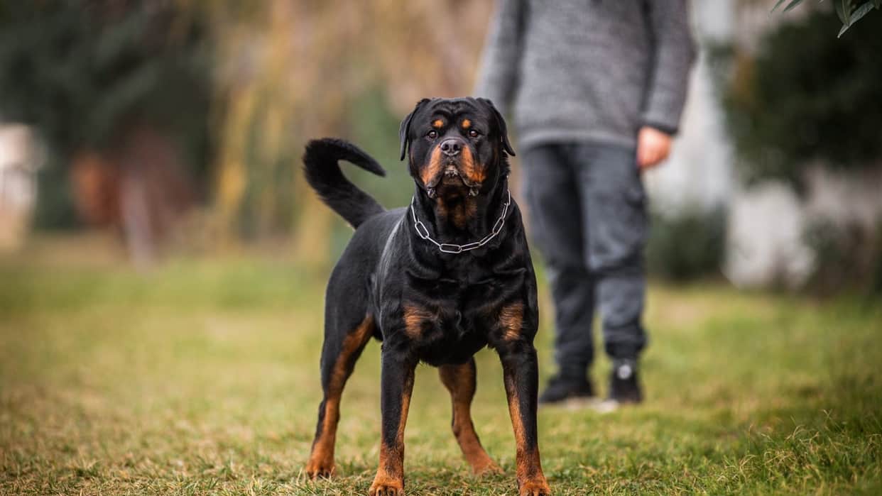 the most dangerous dog breeds of the world know the name