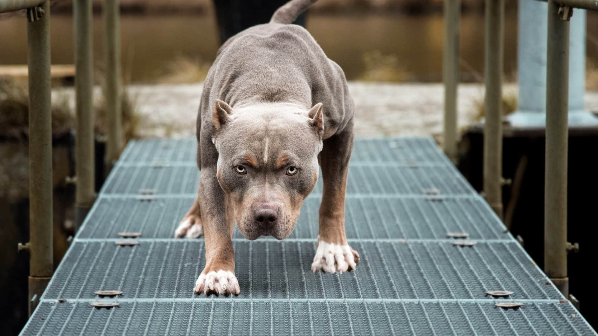 the most dangerous dog breeds of the world know the name