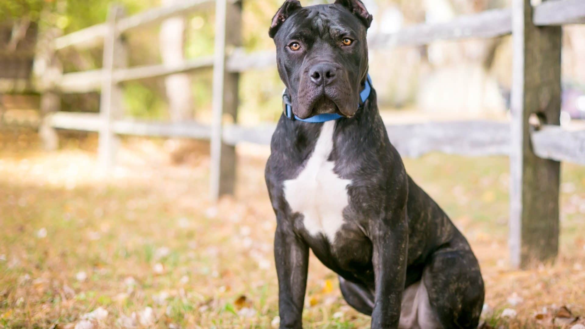 the most dangerous dog breeds of the world know the name