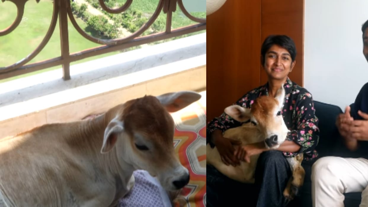 True Animal Lover Bull Calf Mr Alex Lives On 28th Floor Chennai Highrise Video Goes Viral