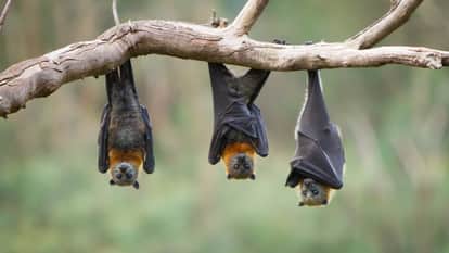 two cases of Nipah virus have been detected in West Bengal know why this virus is dangerous