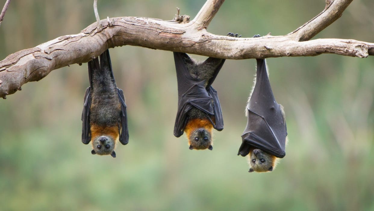 Unique Village in India where Bats are worshipped know key facts details in Hindi