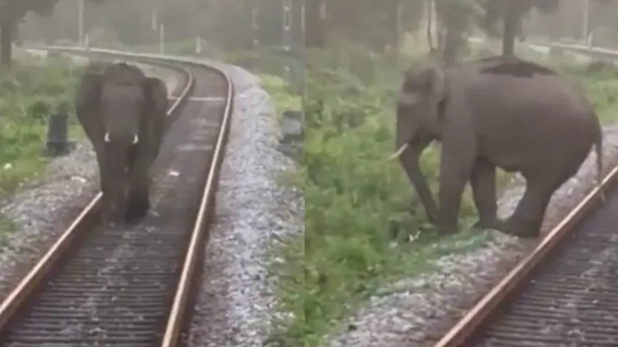 Railway tracks to be equipped with AI system to save elephants lives