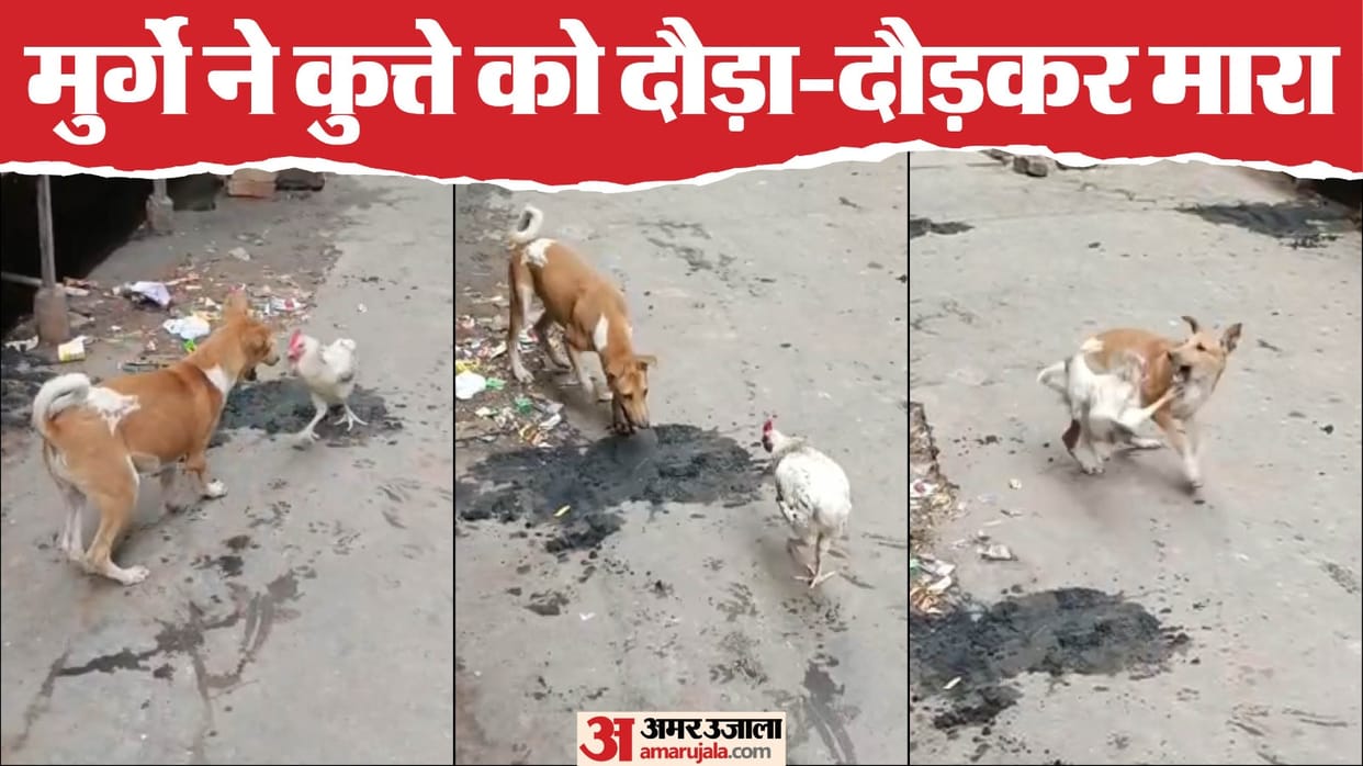 Fight between a Cock and a dog in Moradabad video goes viral