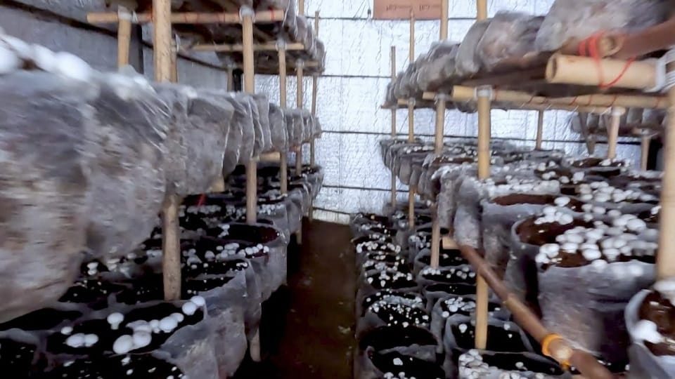 Almora News: Devlikhan will become a mushroom village