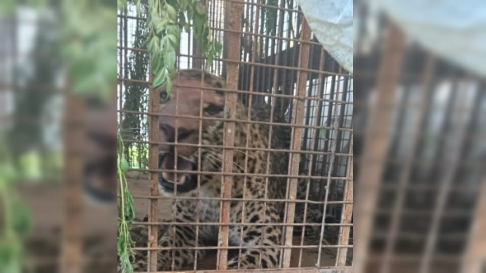 Bijnor: Female Leopard Captured in Badhapur, Villagers Relieved