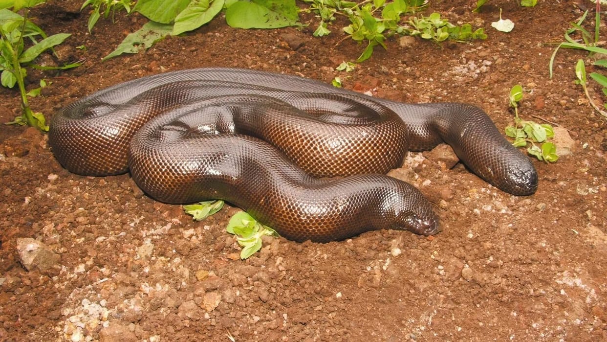 Snakes Myths & Facts Ajab Gajab Two Headed Snake Mystery Heads Change in Every Six Months Know Viral News