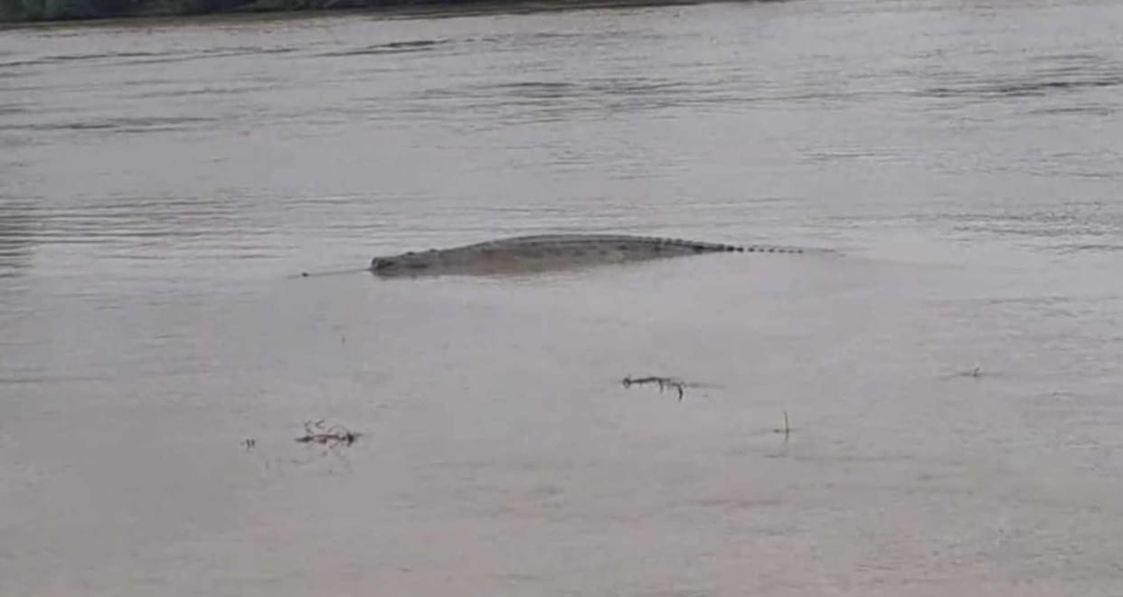 Crocodile wreaks havoc in Bagmati, panic on the river banks, administration imposes restrictions