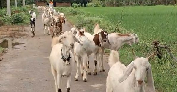 Kanpur Stray dogs killed a goat, injured a peacock and a baby Nilgai villagers said administration should help
