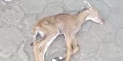 Kanpur Stray dogs killed a goat, injured a peacock and a baby Nilgai villagers said administration should help