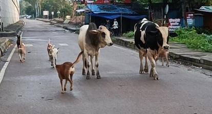 Kanpur Villagers Troubled By Aggressive Animals Atmosphere Of Panic  Villagers Said No Action Was Taken - Amar Ujala Hindi News Live - Kanpur:आक्रामक  जानवरों से परेशान ग्रामीण, दहशत का माहौल…ग्रामीण ...