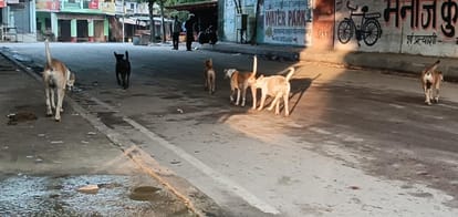 Kanpur Villagers troubled by aggressive animals atmosphere of panic Villagers said no action was taken
