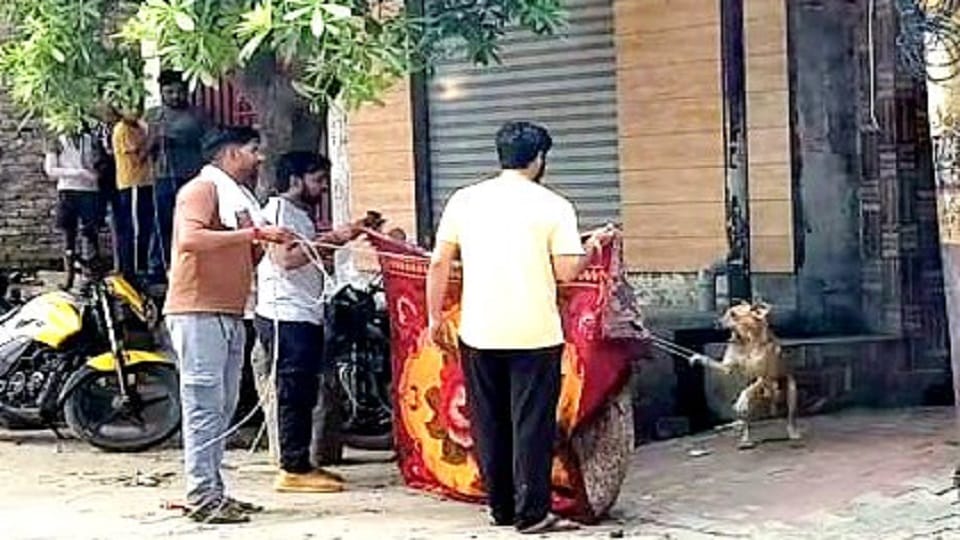 Baghpat: Eight children were bitten by a violent dog, two had bleeding faces, sent to Delhi hospital.